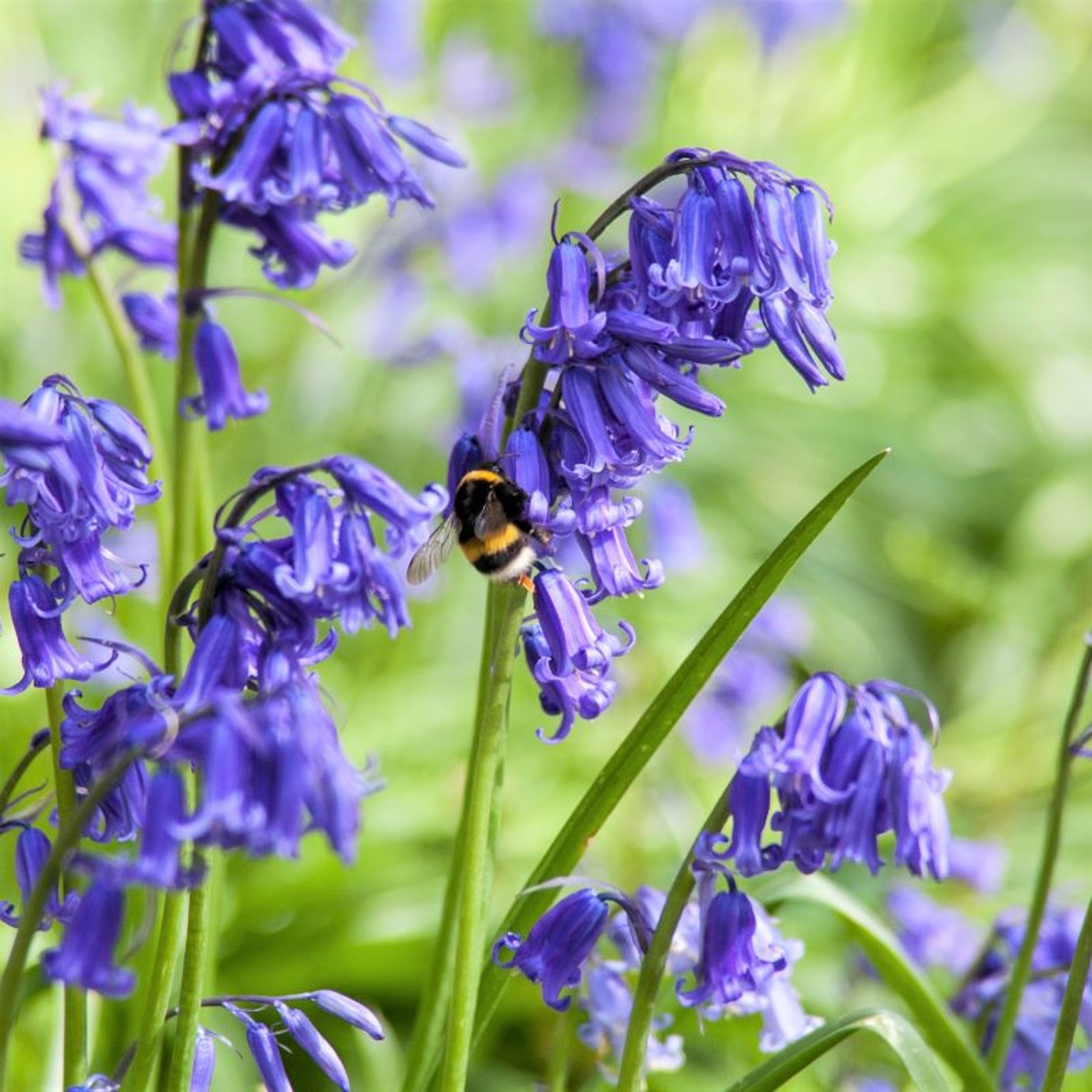 Newington Parish Council Bluebell Plantings 2026