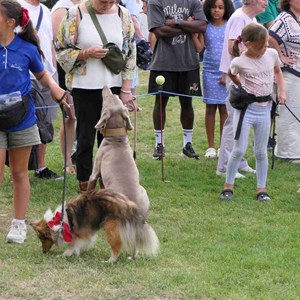 Goodworth Clatford Parish Council  Fete 2026 photos