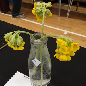 Mannings Heath & District Horticultural Society Photo Gallery