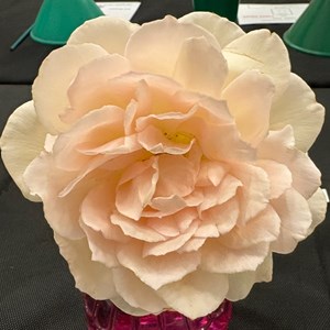 Mannings Heath & District Horticultural Society Photo Gallery
