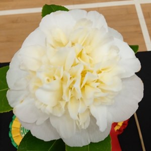 Mannings Heath & District Horticultural Society Photo Gallery