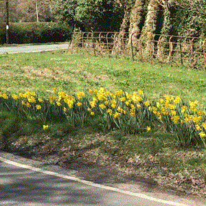 Moston Parish Council Parish Pics