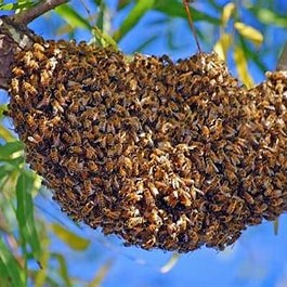 Salterforth Parish Council and Village Be Wildlife Friendly!