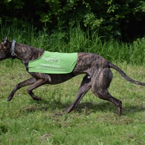 Greyhound Trust Shropshire & Borders Frankie