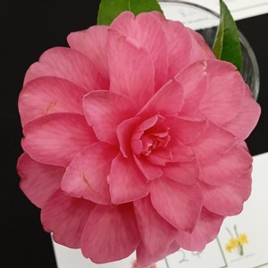 Mannings Heath & District Horticultural Society Photo Gallery