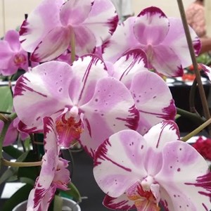 Mannings Heath & District Horticultural Society Summer Show 2025