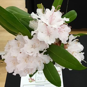 Mannings Heath & District Horticultural Society Photo Gallery