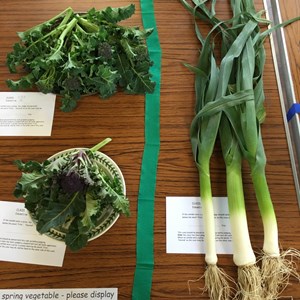 Mickleham and Westhumble Horticultural Society April 2016 show pictures
