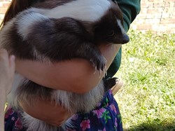 holding a skunk at Play Scheme