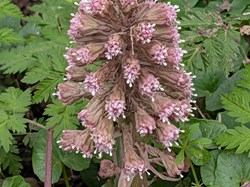 Sambourne Parish Council Wildlife sightings in Sambourne Parish