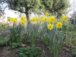 Daffodils March 2022