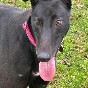 Flash - visit her page for more information.