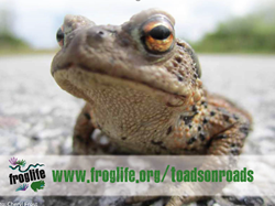 Sustainable Bourne Valley Toad Patrols