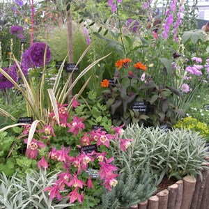 HPS NW display at Chelsea Flower Show