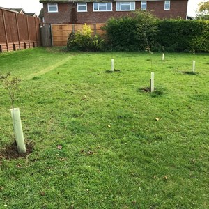 Avon Road tree Planting