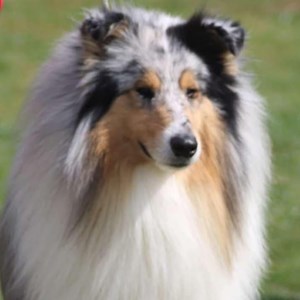 Winner Handsome Dog - Neo