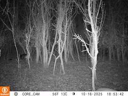Wildlife camera October 2025