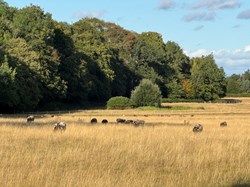 Fountains Abbey Parish Council Home
