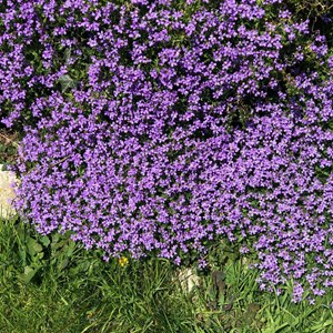 Purple Flower - Ann Ricou