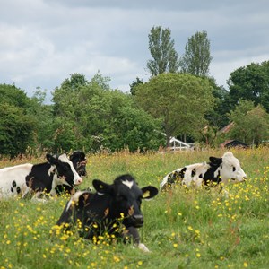 About Us, Crookham Village Neighbourhood Plan