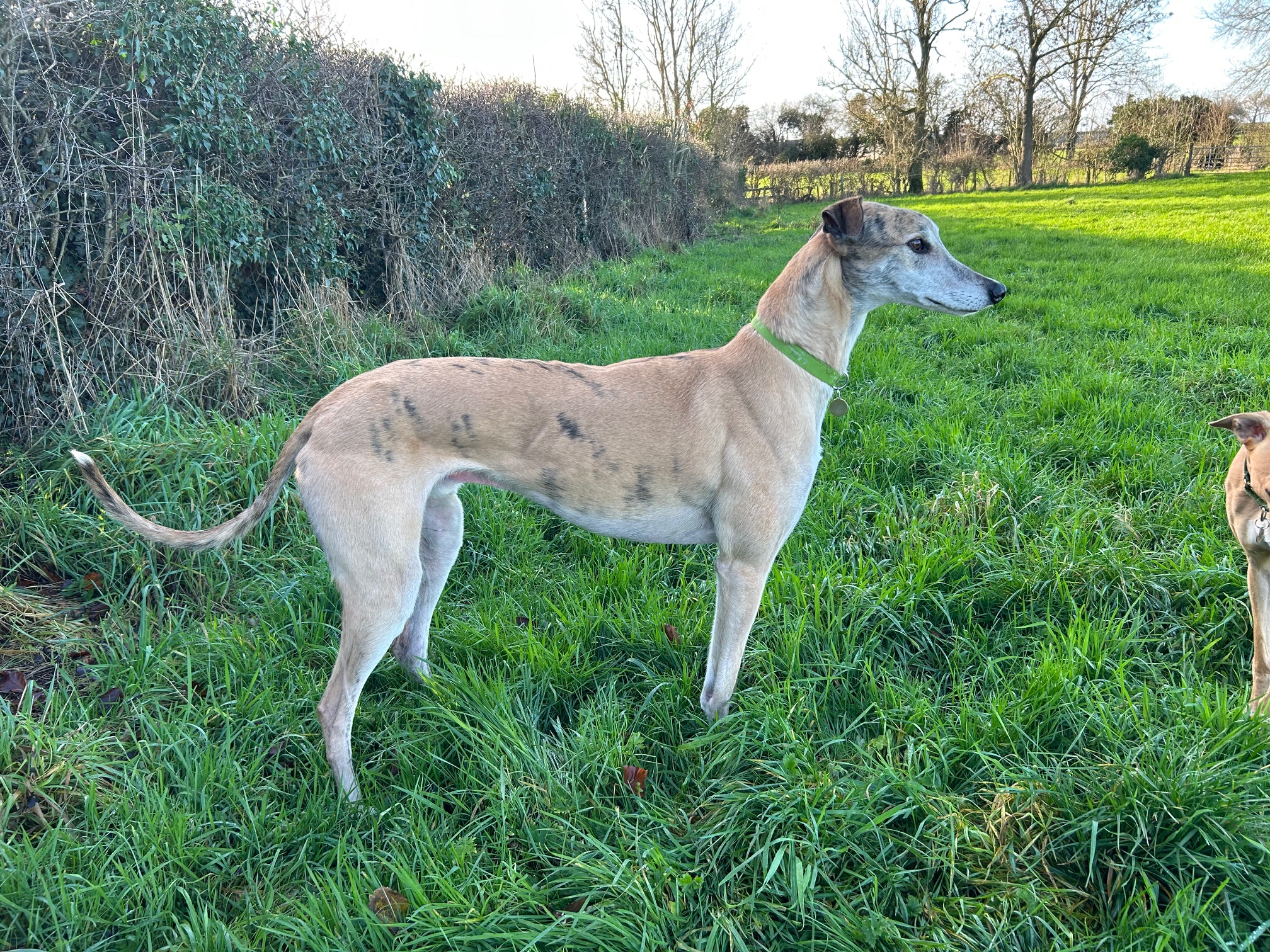Greyhound Trust Shropshire & Borders James
