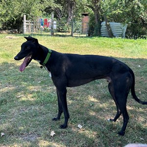 Greyhound Trust Shropshire & Borders Angelo