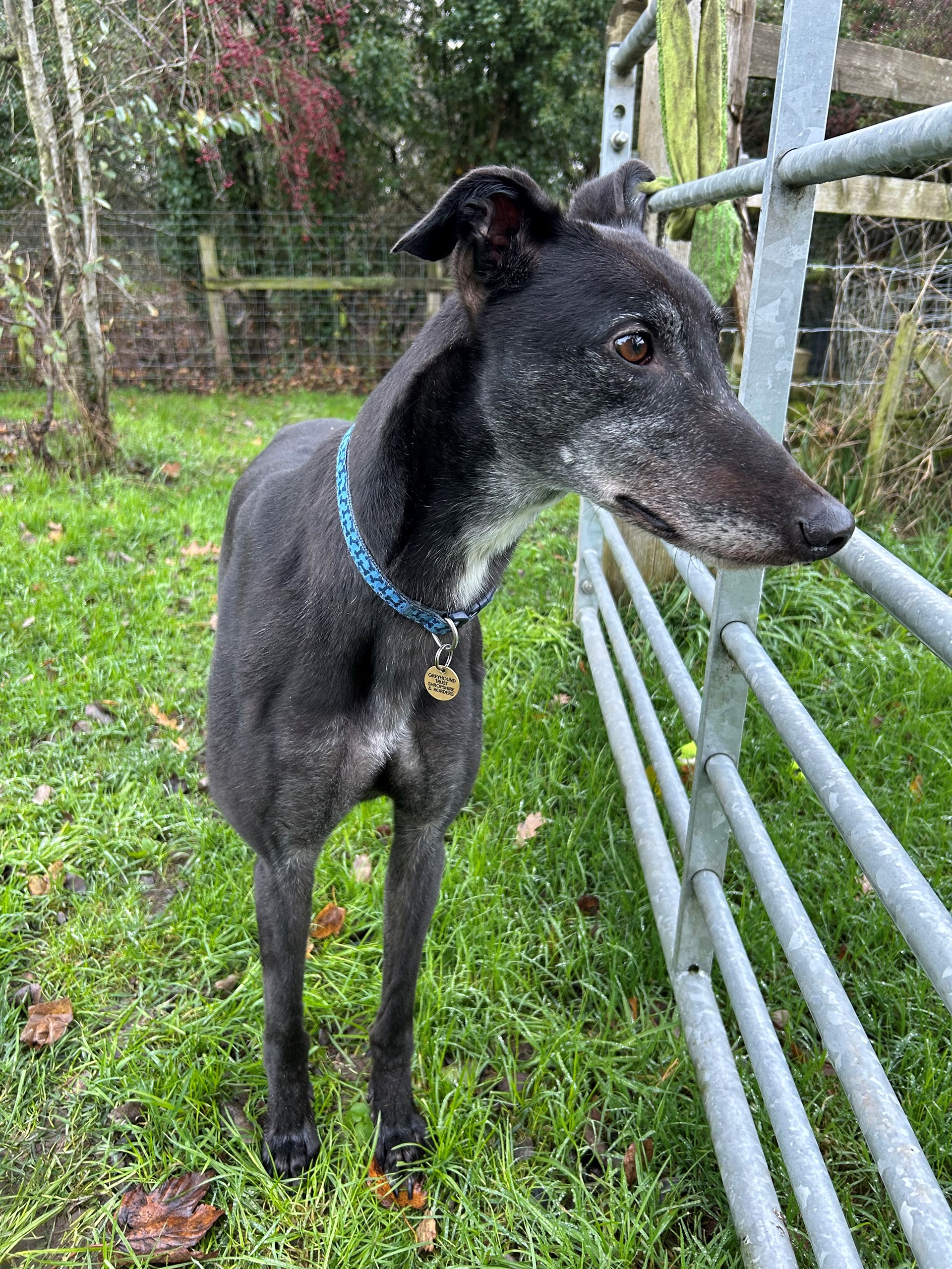 Greyhound Trust Shropshire & Borders Lenny