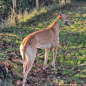 Greyhound Trust Shropshire & Borders Bailey