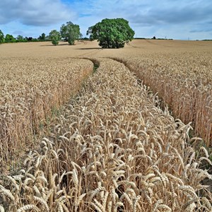 12. Wheatfield