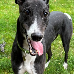 Greyhound Trust Shropshire & Borders Gizmo