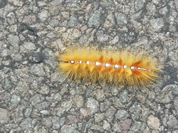 Sambourne Parish Council Wildlife sightings in Sambourne Parish