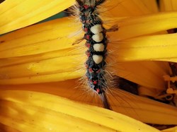 Vapourer Moth Caterpillar
