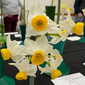 Mannings Heath & District Horticultural Society Photo Gallery