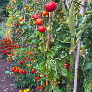 Aston Clinton Parish Council Allotments