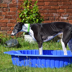 Greyhound Trust Shropshire & Borders Duke