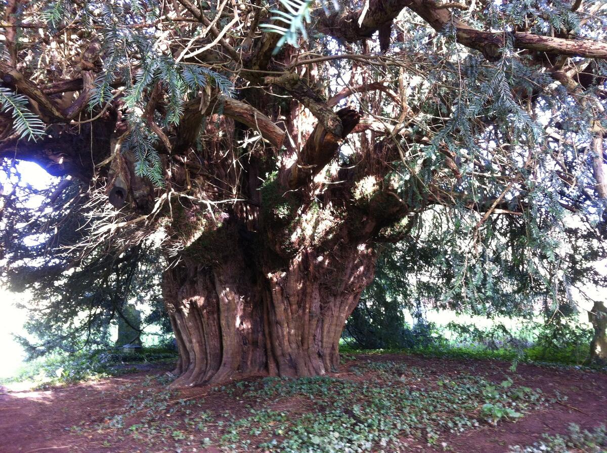One of Four Ancient Yew Trees
