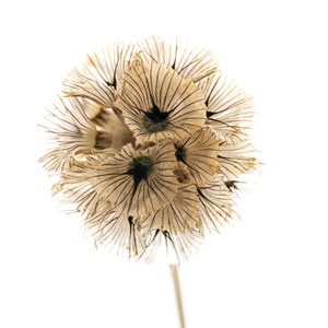 3. Dried flower