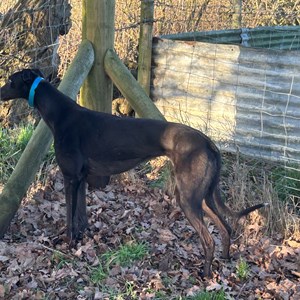 Greyhound Trust Shropshire & Borders Val - with Greyhound Trust North Wales