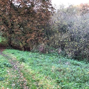 Asenby Parish Council Local Walks