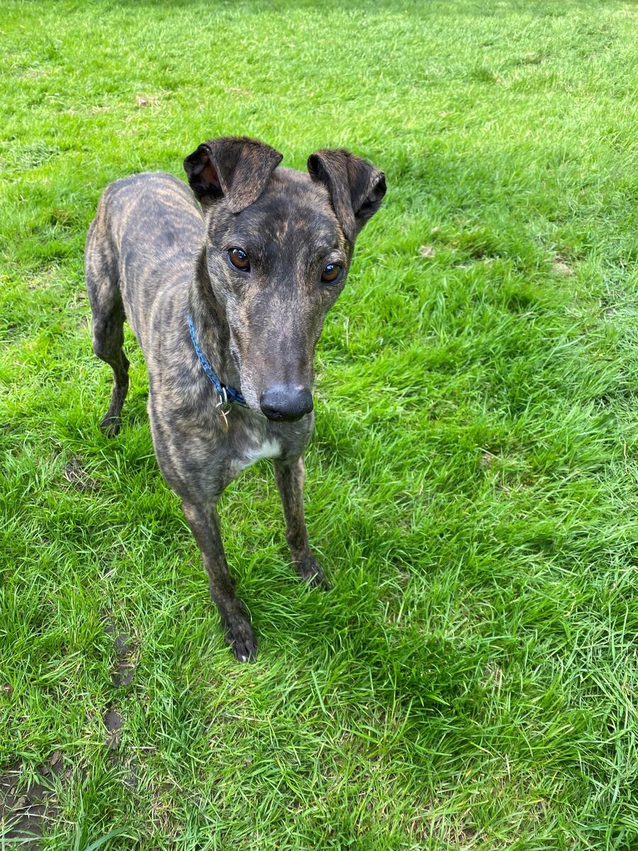 Greyhound Trust Shropshire & Borders Frankie