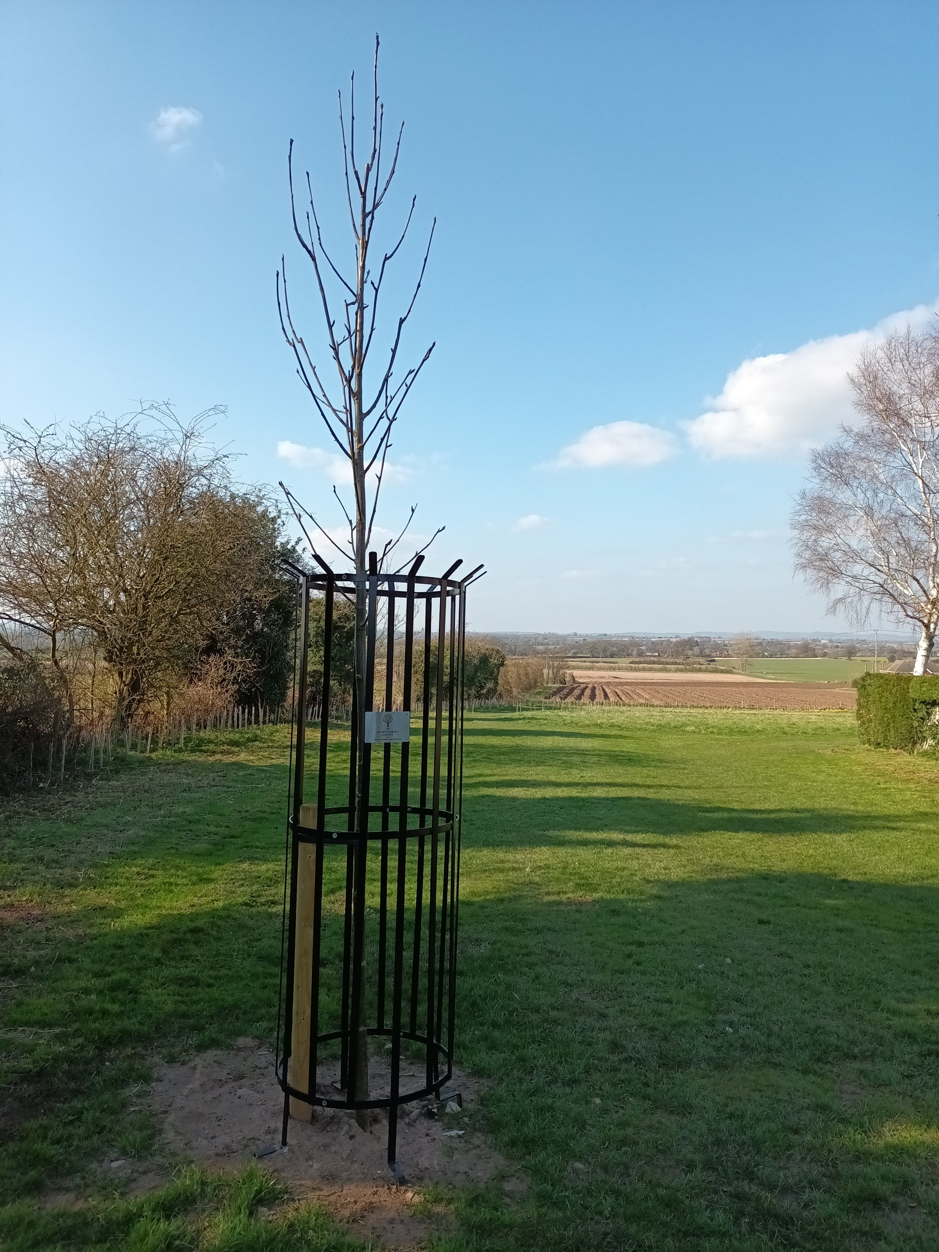 The Jubilee Tree planted in 2022 to commemorate the late Queen Elizabeth II's 70 years on the throne