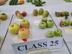 Bucklebury and Marlston Horticultural Society Autumn Show Report 2026