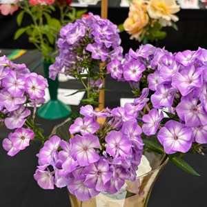Mannings Heath & District Horticultural Society Photo Gallery