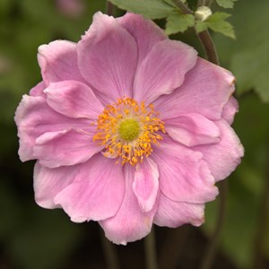 Anemone × hybrida 'Königin Charlotte' AGM