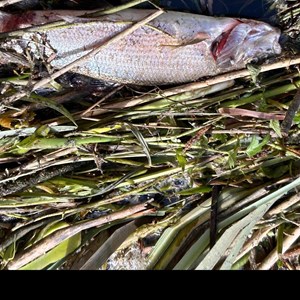 Pan Parish River Pollution Forum DEAD FISH IN RIVER - APRIL 2024