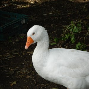 'Goosey' the Embden Goose