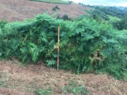 Uncut Bracken