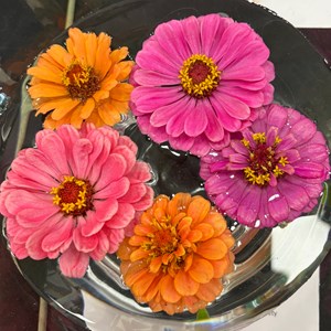 Mannings Heath & District Horticultural Society Photo Gallery