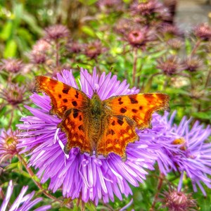 MINTING, GAUTBY & DISTRICT HERITAGE SOCIETY Local Fauna and Flora