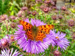 Comma